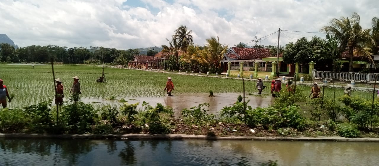 Hujan Berhari-hari, Ratusan Hektare Sawah di Tulungagung Terendam