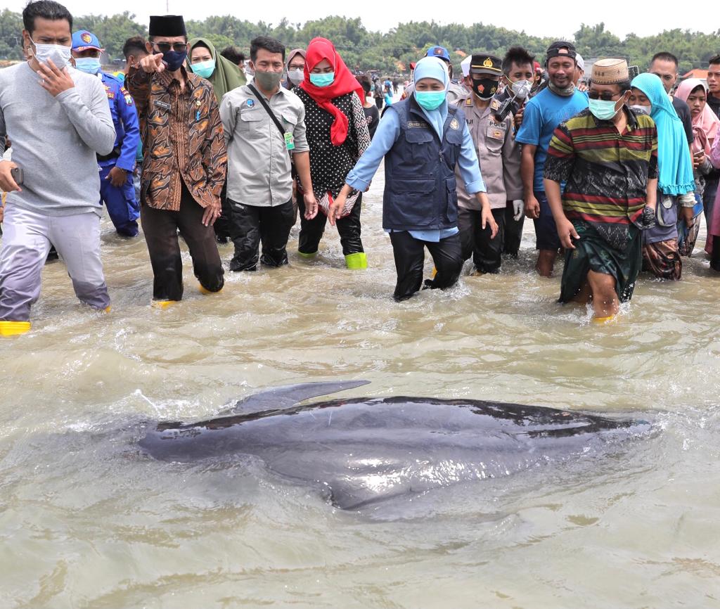 Ada 49 Paus Terdampar di Perairan Madura, Hanya 3 yang Hidup