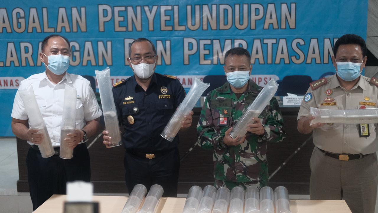 Bea Cukai Juanda Gagalkan Penyelundupan 29 Ribu Benih Lobster