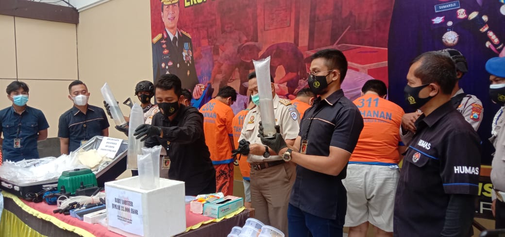 Pengiriman 33 Ribu Baby Lobster Ilegal Digagalkan di Bandara Juanda