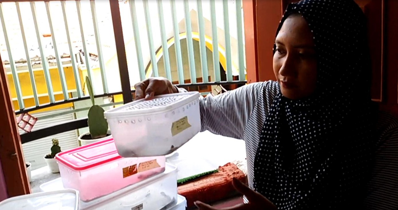 Ternak Reptil Tokek, Wanita Gresik ini Hasilkan Uang Jutaan Sebulan