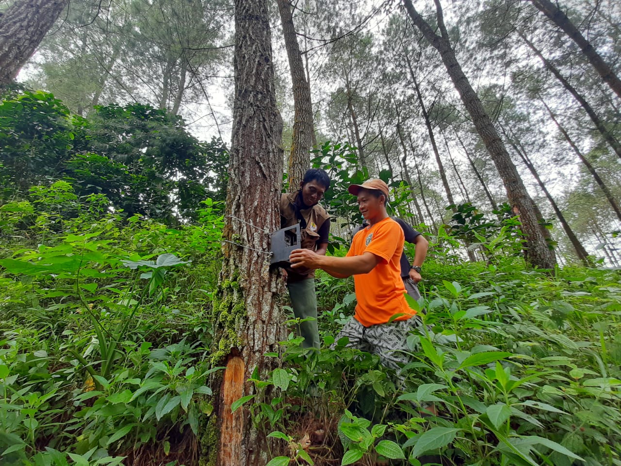 3 Bulan Pasang Trap Kamera, BKSDA Belum Dapati Penampakan Harimau