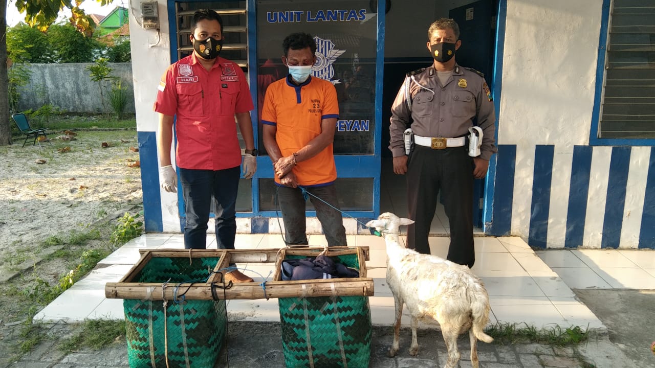 Curi Kambing demi Lebaran, Warga Gresik Mendekam di Penjara Polsek