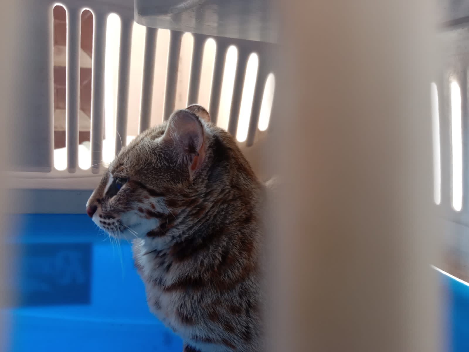 Tangkap Macan, Warga Tulungagung Serahkan Ke BKSDA