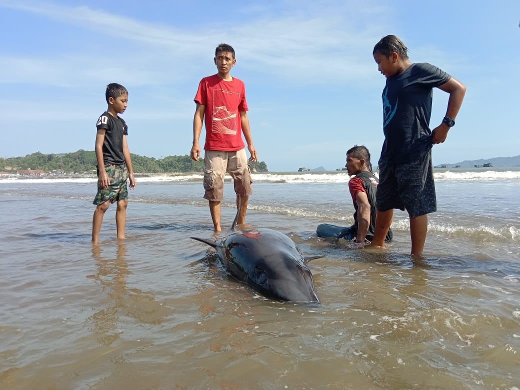 Tiga Lumba-Lumba Terdampar di Pantai Sidem Tulungagung, Dua Selamat, Satu lagi begini Nasibnya