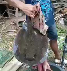 Gawat! Ditemukan Ikan Predator di Sungai Brantas