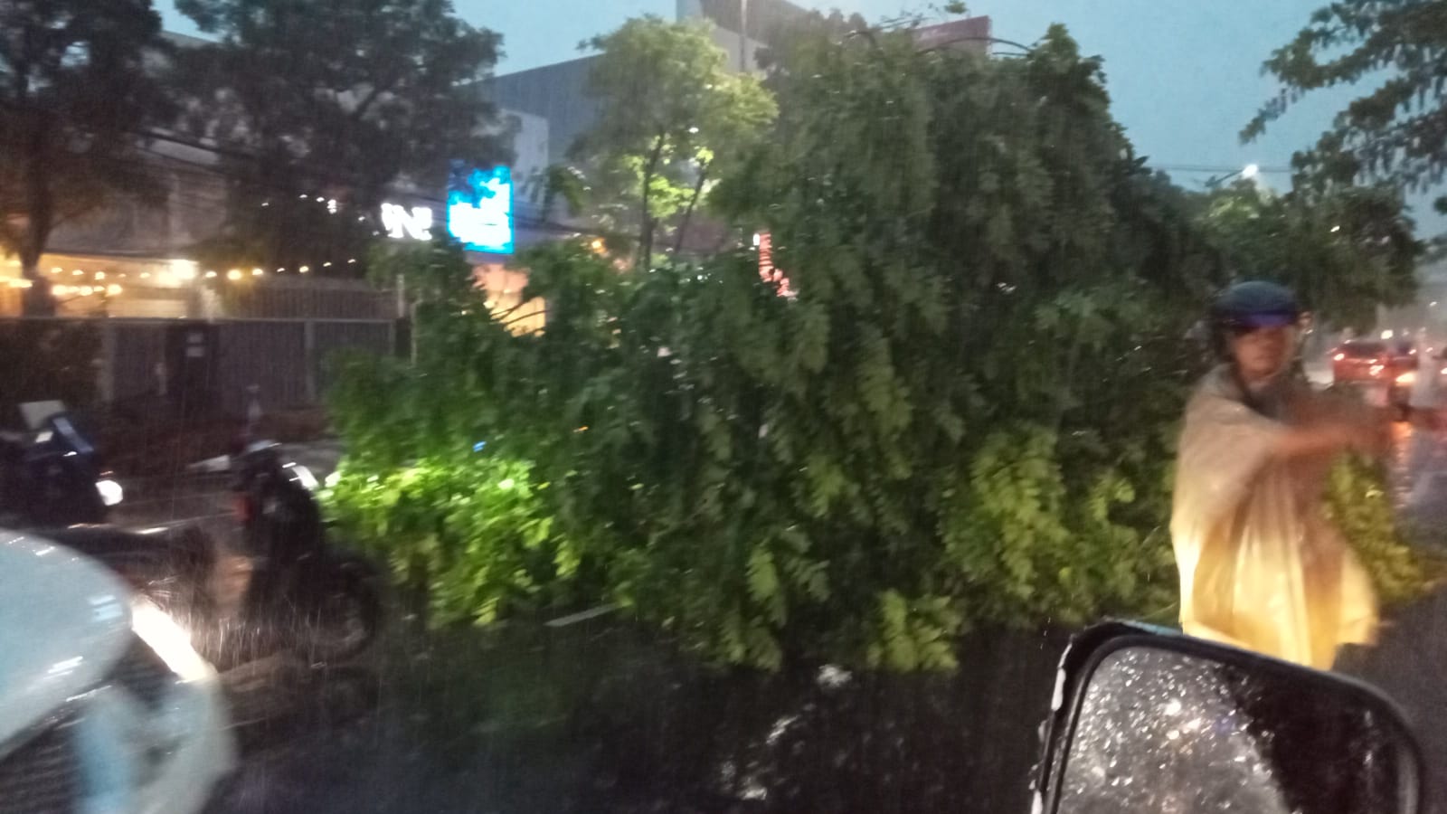 Pohon Tumbang akibat Hujan Angin di Surabaya, Wawali Armuji Pastikan Petugas Sigap