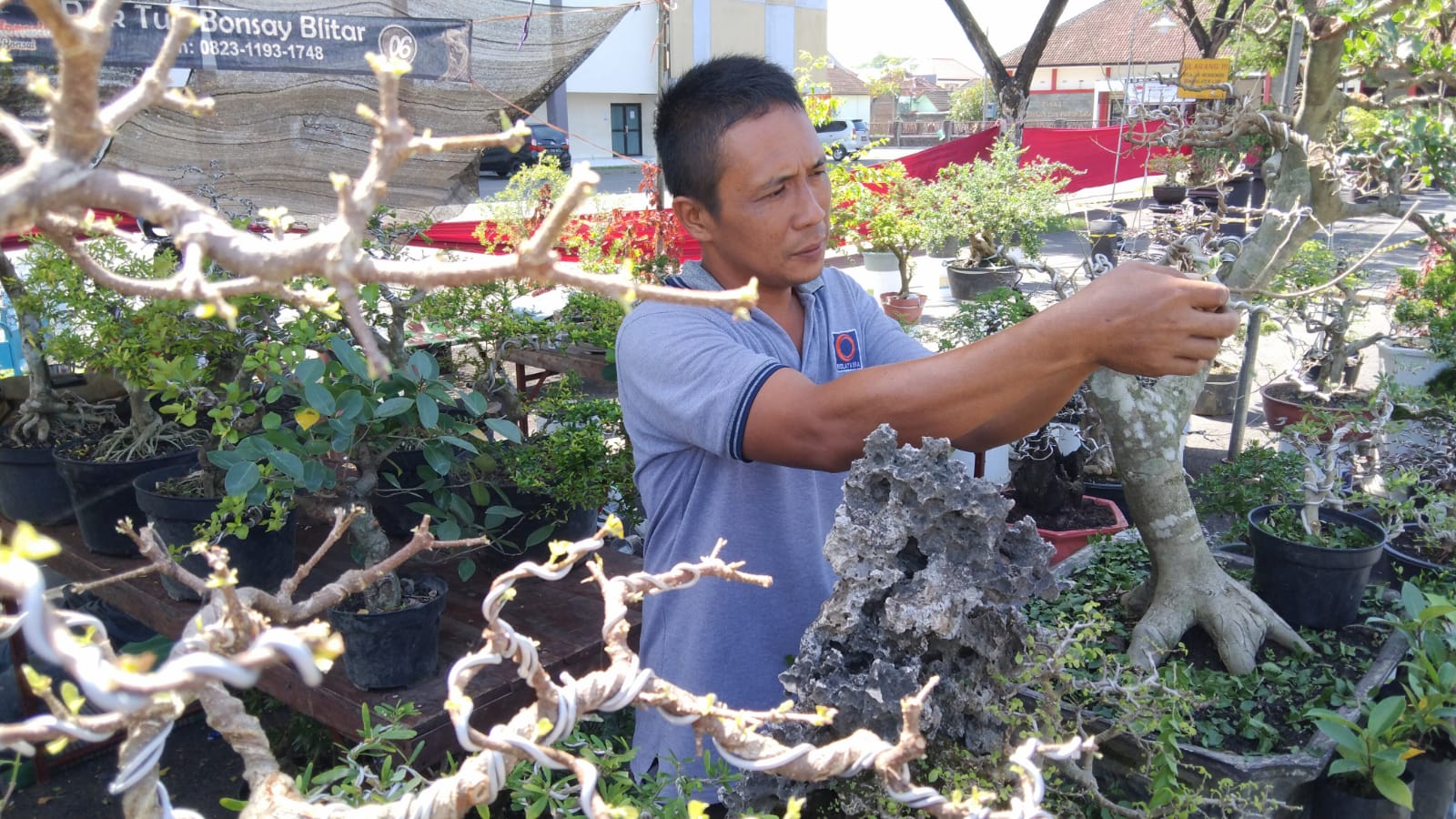 Cuan Bisnis Bonsai, Stabil dan Menjanjikan