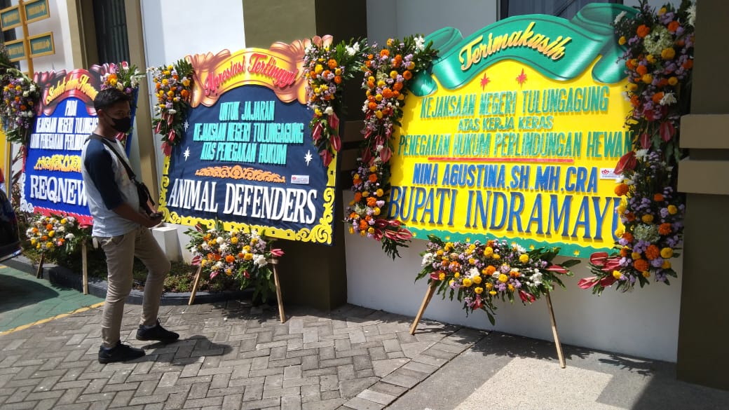 2 Tahun Berlalu, Tersangka Penganiaya Kucing akhirnya Ditahan