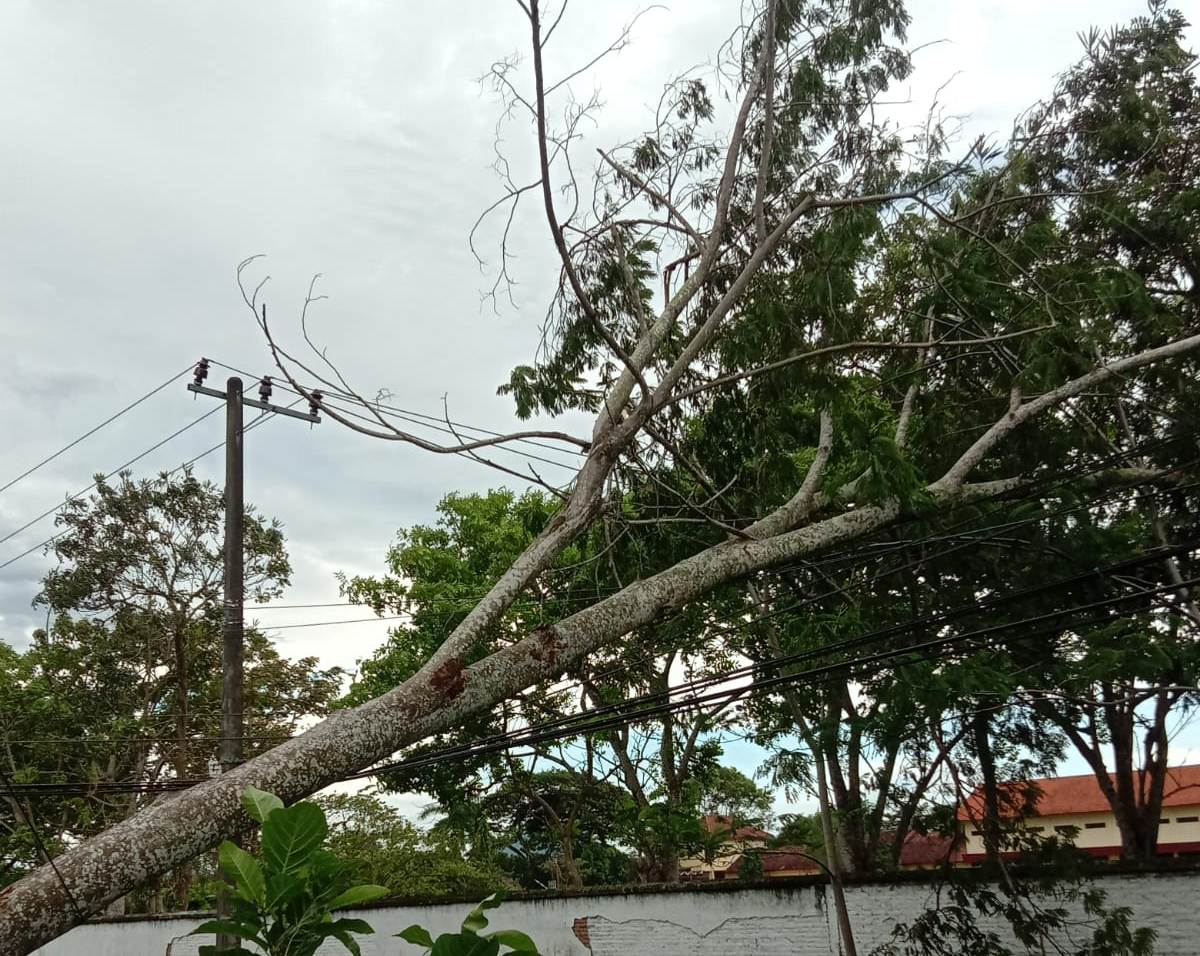 Pohon Tumbang Padamkan Listrik di 4 Kecamatan Tulungagung