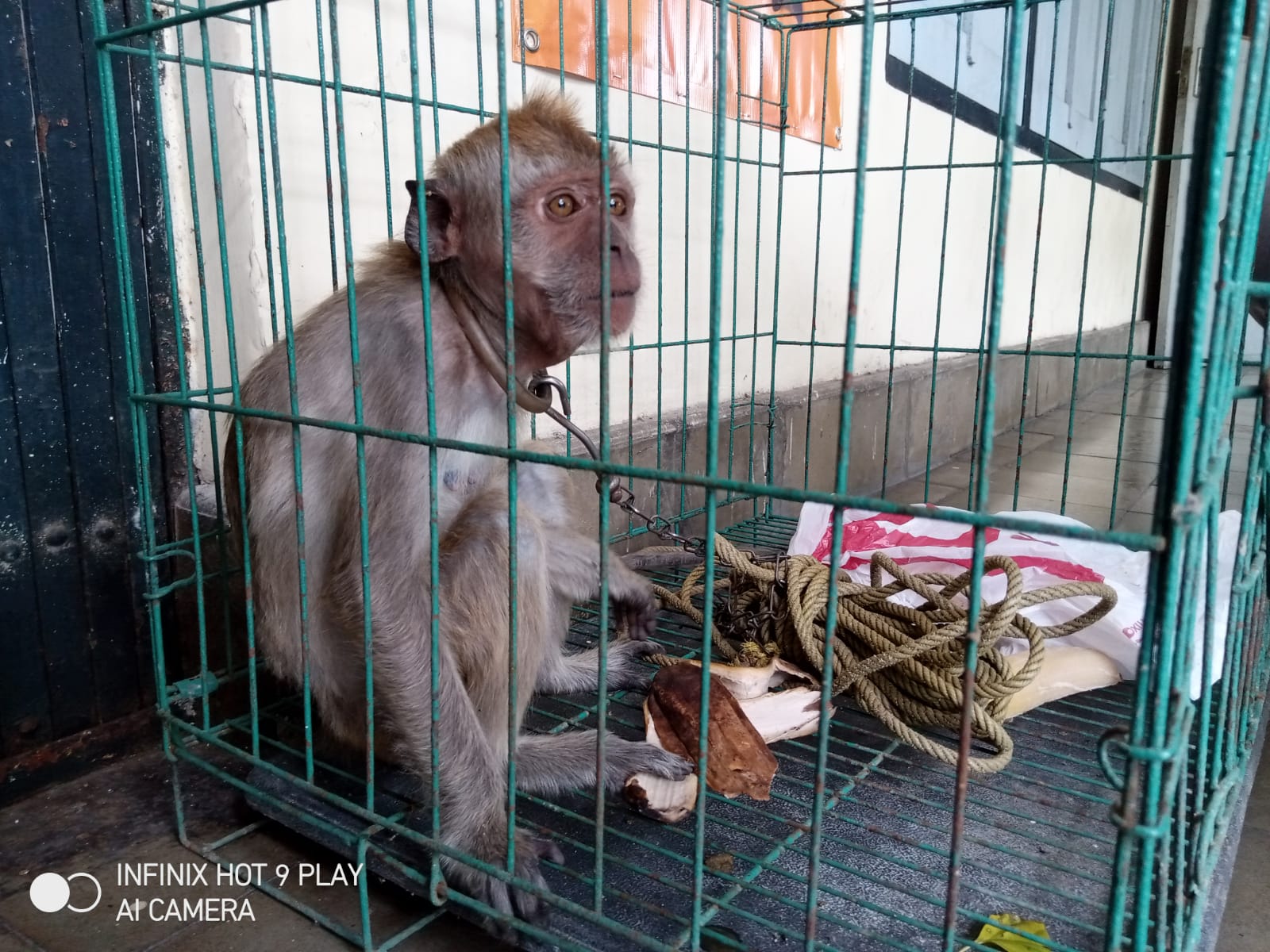 Razia Gabungan Topeng Monyet, Angel Ditelanjangi