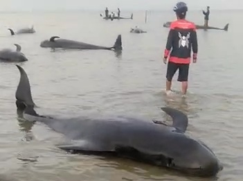 Puluhan Paus Terdampar di Perairan Madura, Warga Senang dan Foto-foto