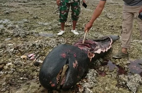 Seekor Ikan Paus Ditemukan Termutilasi di Pantai Bangkalan