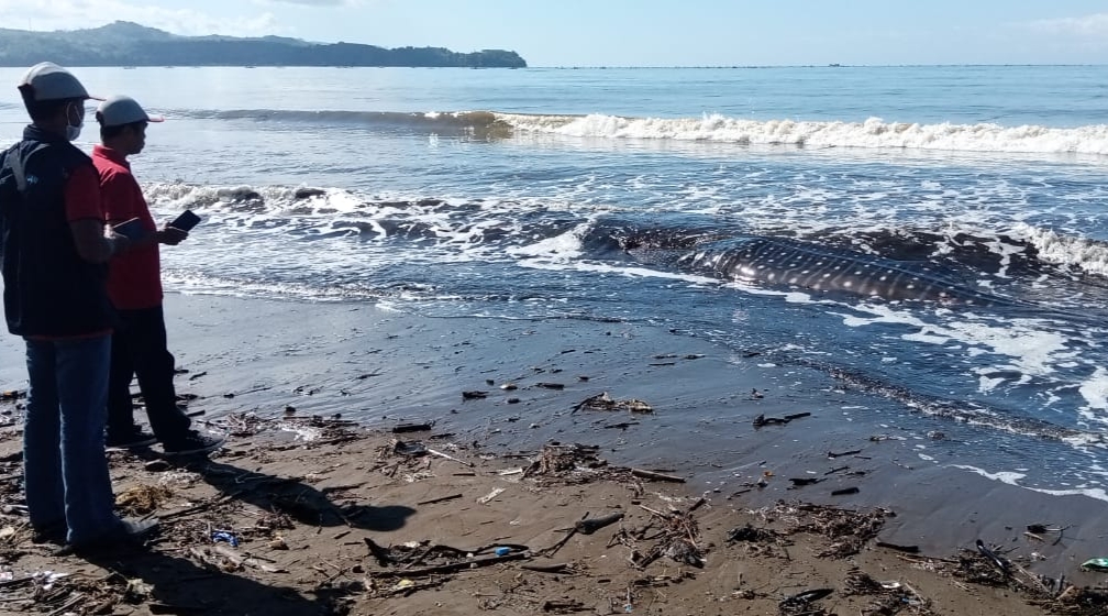 Hiu Paus yang Terdampar di Pantai Bayem Akhirnya Mati