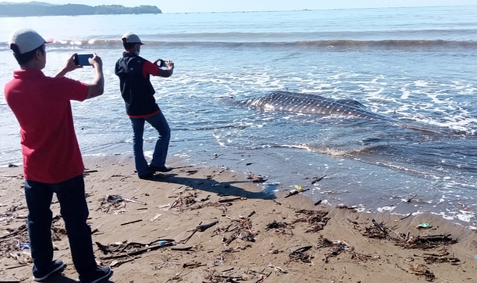 Hiu Paus Mati di Pantai Tulungagung, Makan Dagingnya Bisa Keracunan