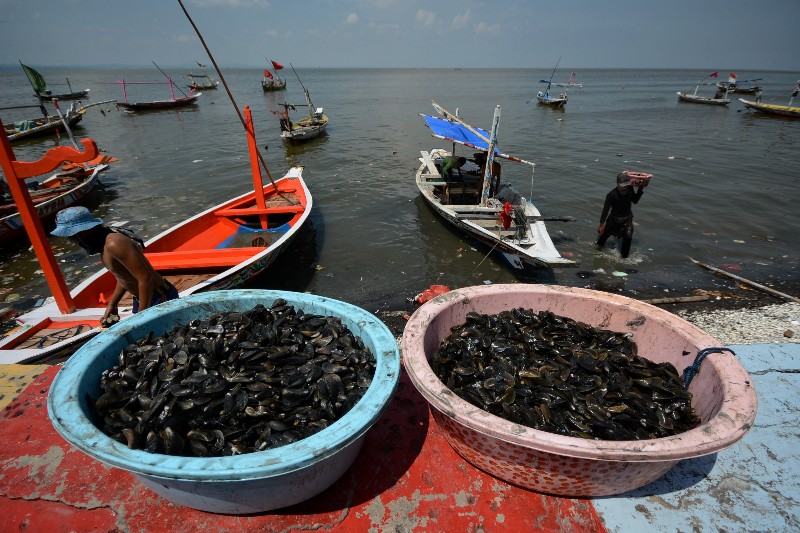 Foto: Panen Kerang Kupang Jumbo