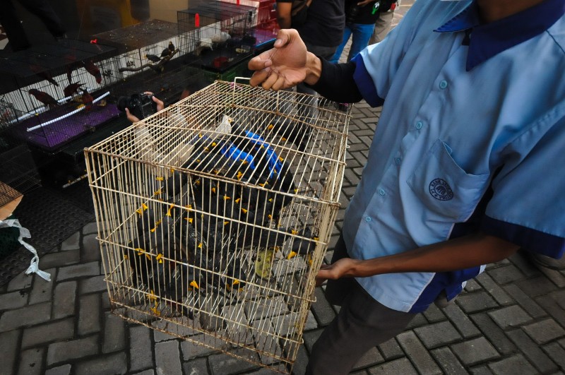 FOTO: Penggagalan Satwa Tanpa Dokumen
