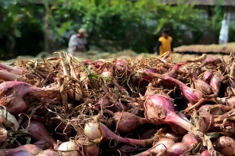 FOTO: Panen Bawang Merah di Bojonegoro