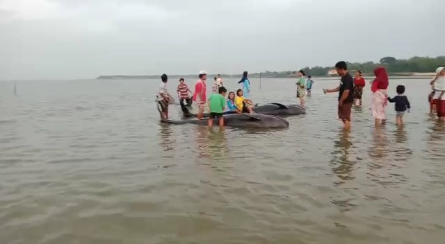 Puluhan Paus Terdampar di Pesisir Madura, Begini Penjelasan BKSDA