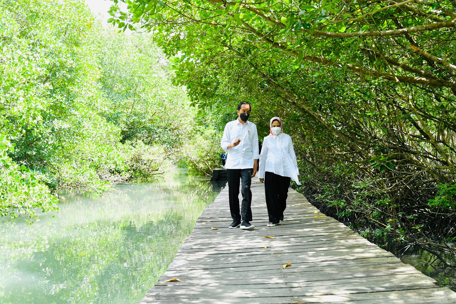 Tiba di Bali, Presiden Jokowi Langsung Tinjau Hutan Mangrove Pulau Dewata