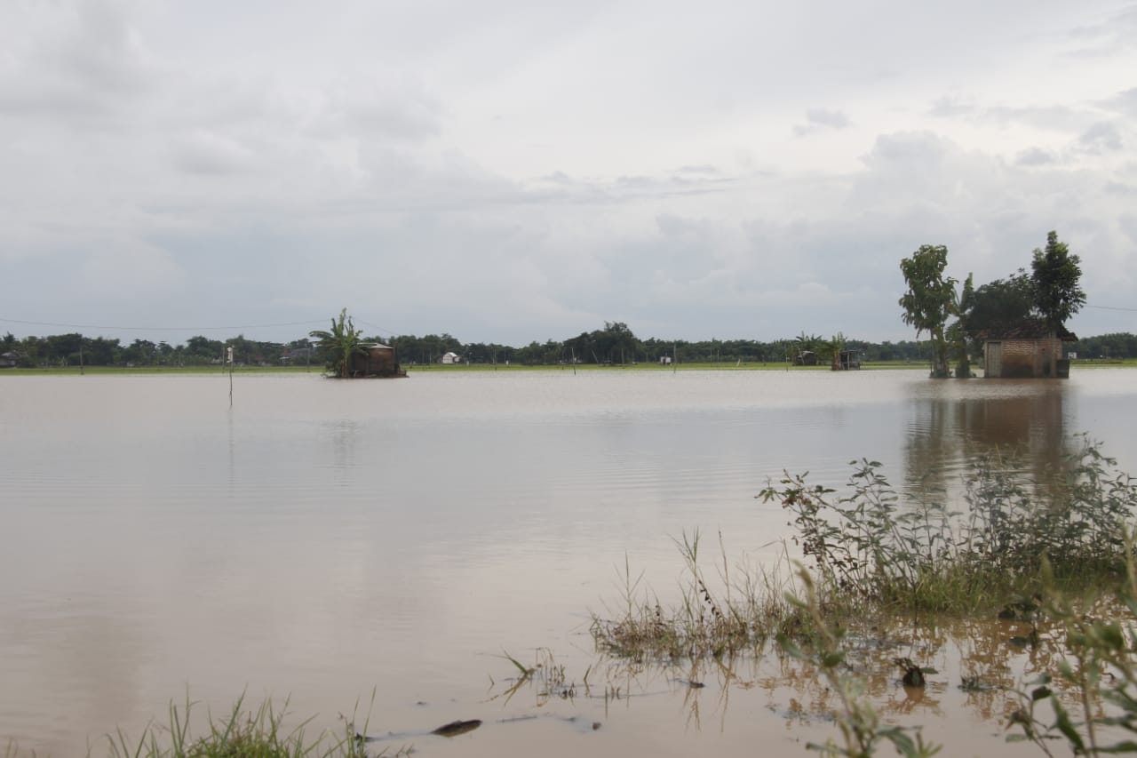 Musim Hujan, 5.432 Hektare Lahan Sawah Padi di Jatim Terdampak Banjir