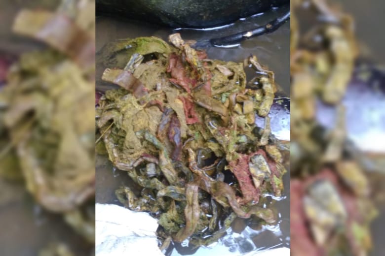 Sapi di Tulungagung Mati tak Wajar secara Massal, Isu Santet Merebak