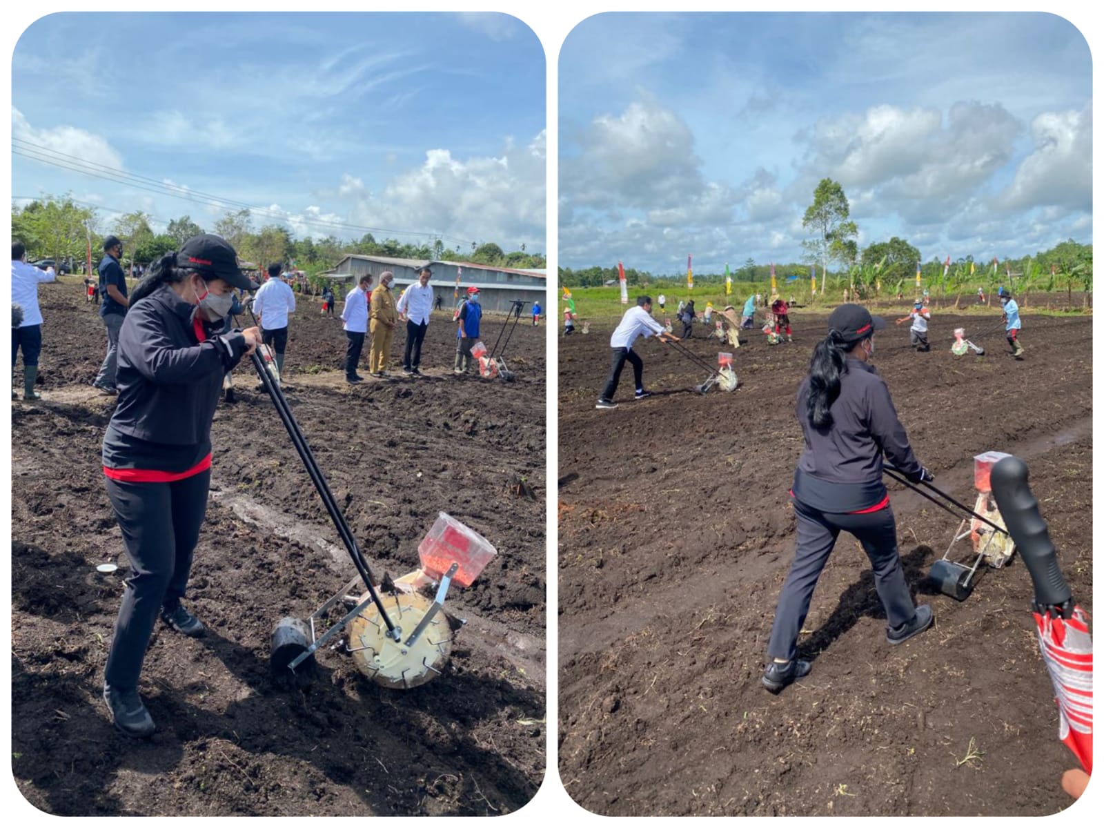 Puan Maharani Tanam dan Jajan Jagung Bareng Jokowi di Sorong Papua