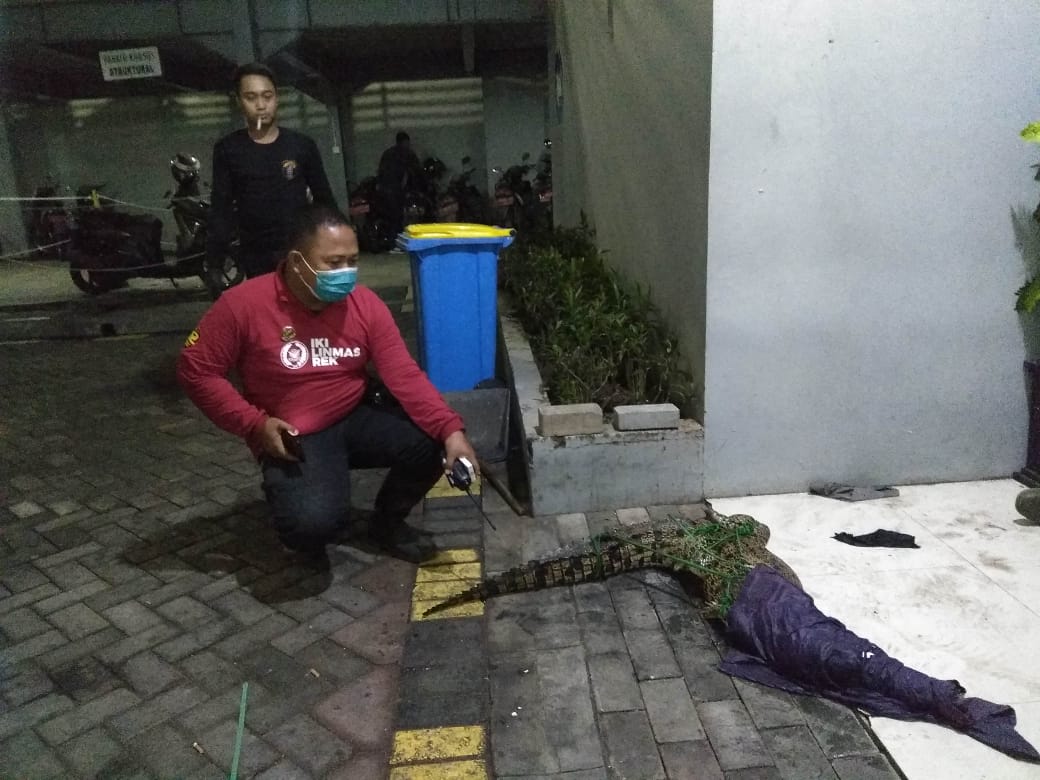 Terjaring di Tambak Rungkut Surabaya, Seekor Buaya Tertangkap Warga