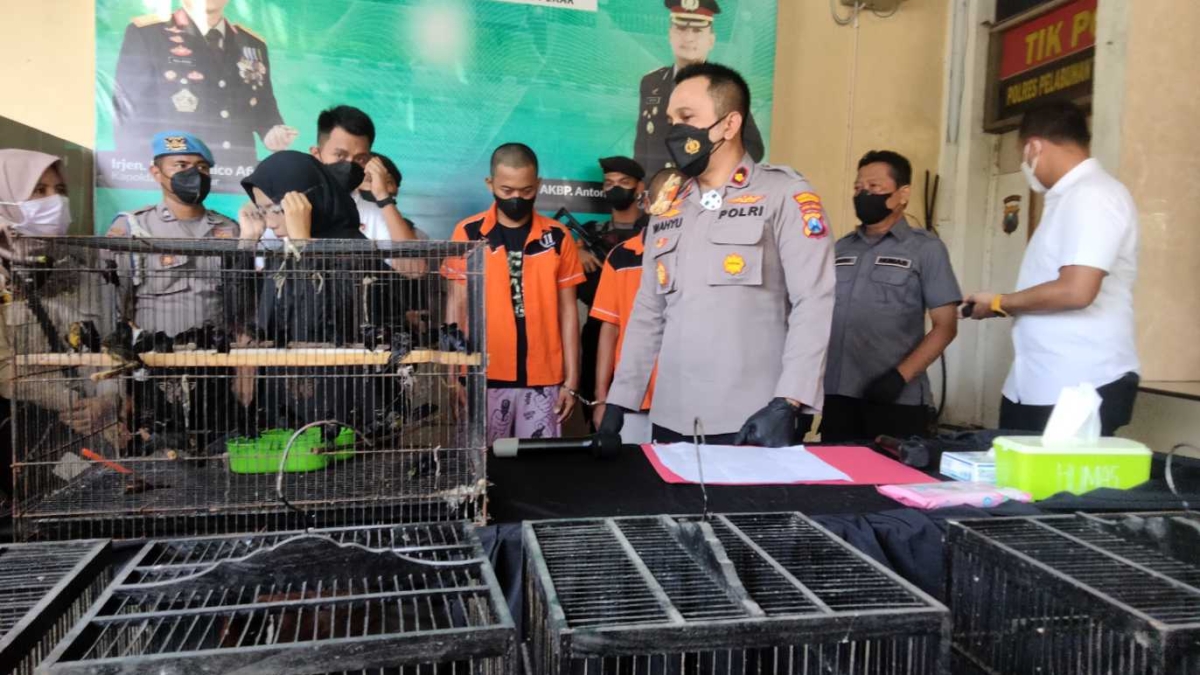 Jual Ratusan Burung Ilegal dari Kalimantan, Dua Pria Ditangkap Polres Tanjung Perak Surabaya