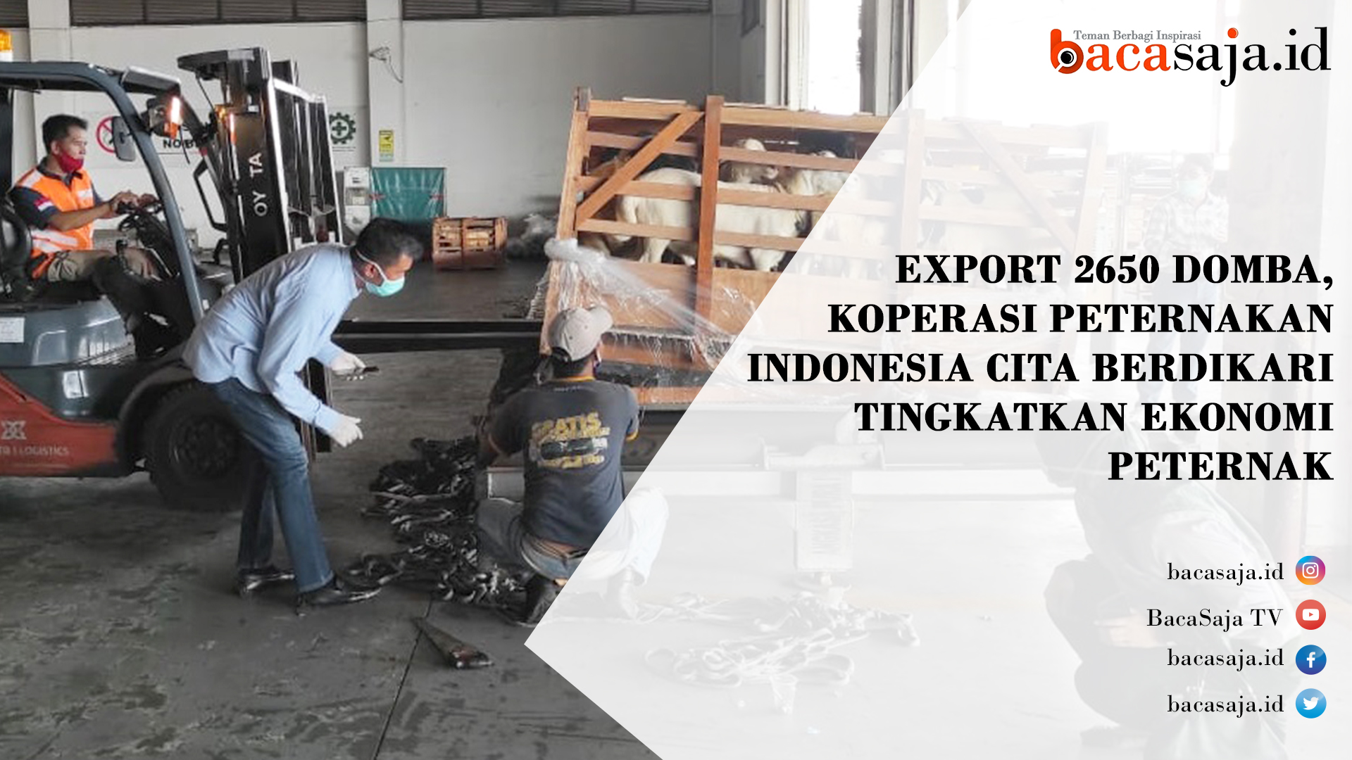 Video : Ekspor Domba Koperasi Peternak Indonesia Cita Berdikari
