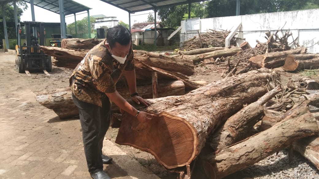 Kayu Sonokeling di Tulungagung Rawan Dicuri, Satu Pohon Rp 60 Juta