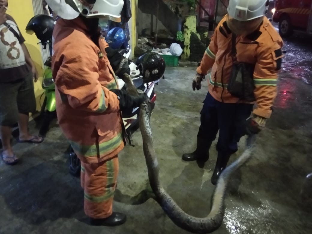 Ular Sanca 4 Meter Hebohkan Kampung di Surabaya, Ini Penampakannya