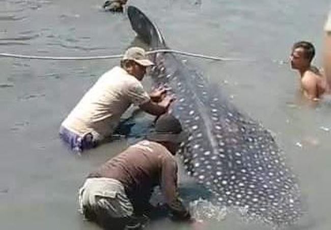 Seekor Hiu Tutul 7 Meter Terdampar Tiga Jam di Pantai Lamongan, sempat jadi Tontonan sebelum Diselamatkan