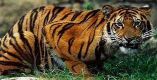 Heboh Harimau Berkeliaran di Tulungagung, Ini Respon BKSDA