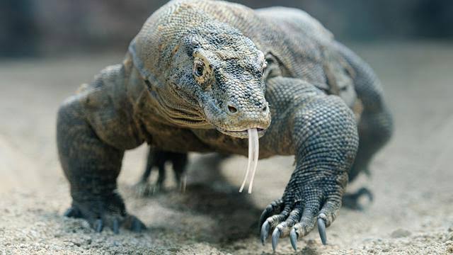 Ngeri, Pergelangan Balita ini Putus Digigit Komodo