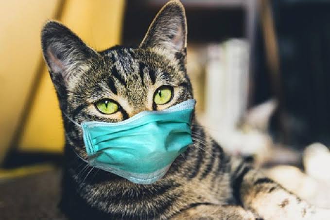 Ini Kucing Pertama Dunia yang Terdeteksi Positif Corona B117