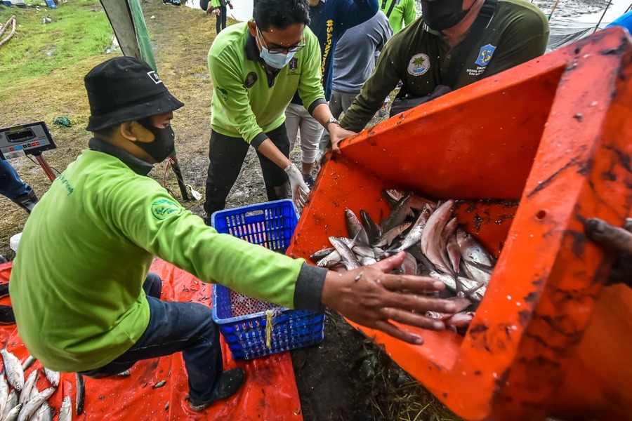DKPP Surabaya Bagikan Hasil Panen Bandeng ke Warga MBR