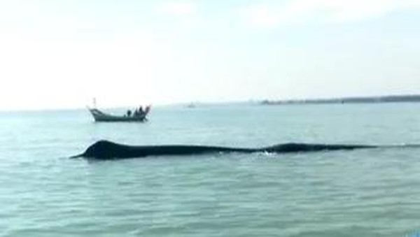 Bikin Heboh! Ikan Paus Raksasa Terdampar di Perairan Tuban