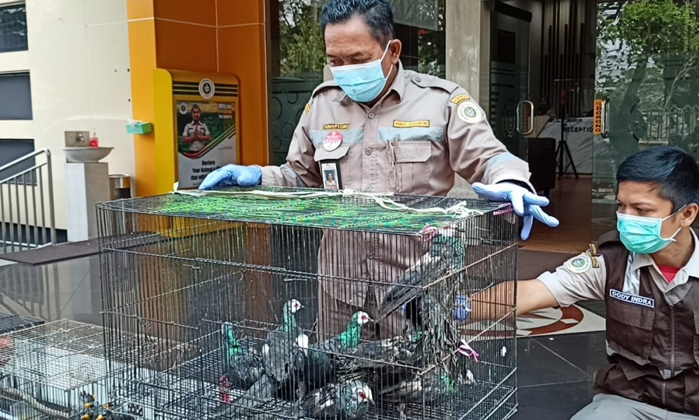 Digagalkan, Penyelundupan 633 Burung dan Kura-kura di Pelabuhan Perak