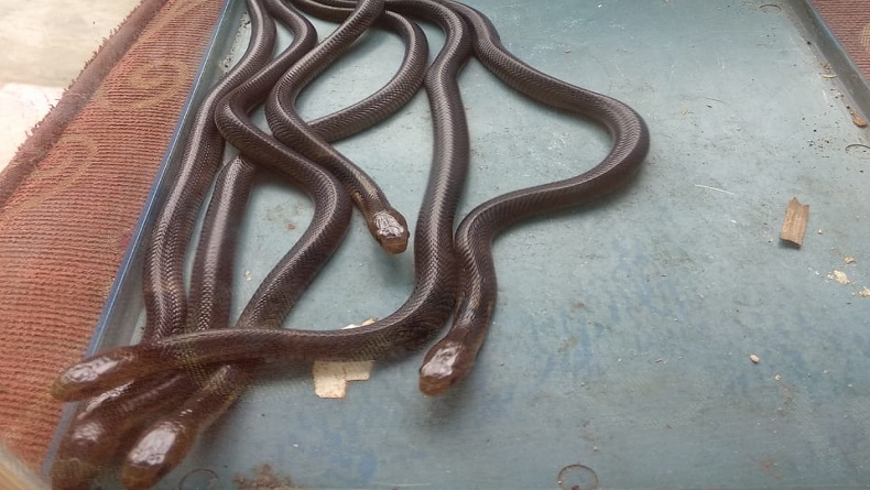 Ngeri.. Belasan Ular Kobra Bermunculan di Rumah, Kini Warga Resah